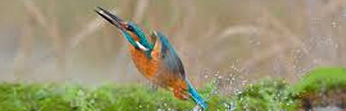 As Kingfishers Catch Fire